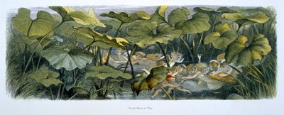 Elfi del Bosco che Giocano, illustrazione da 
